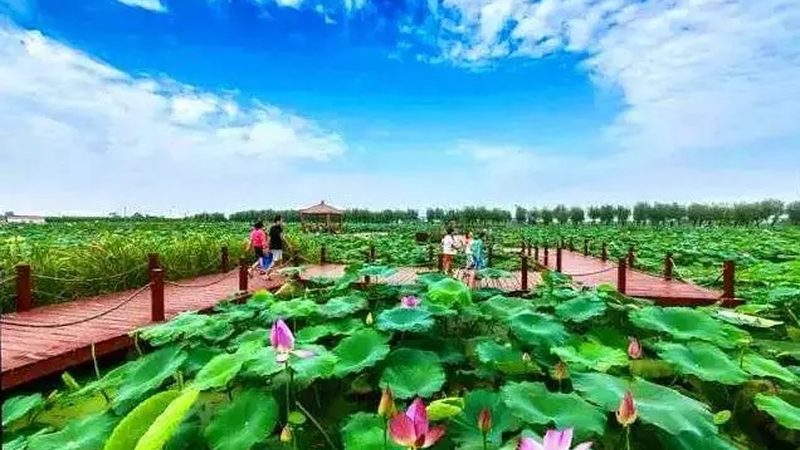 农村合作社价格报价：揭秘合作社采购的五大关键因素