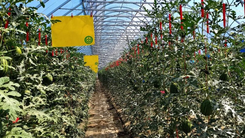 山东水果种植基地批量采购流程解析**
