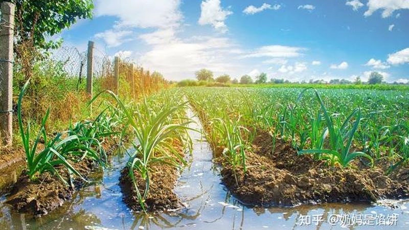 生态农业加盟，如何选择靠谱公司？**