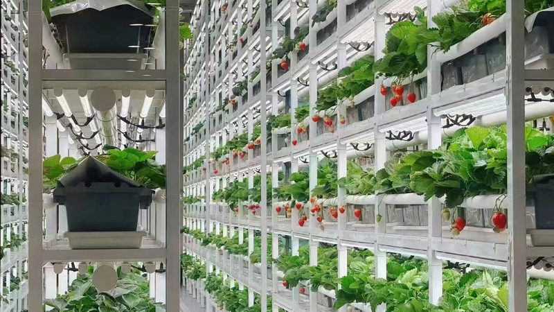 绿色食品与有机认证：土壤要求之比较